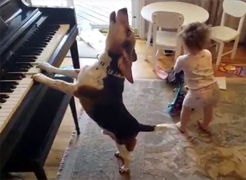 弾き語り犬と踊り狂うあかちゃんが可愛い動画 Asology アソロジー