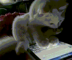 ネコのタブレットスクローリング