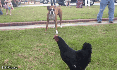 鶏vs犬