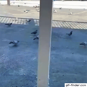 錯覚動画に翻弄される鳩