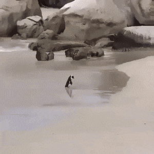 ペンギンの浜辺デート