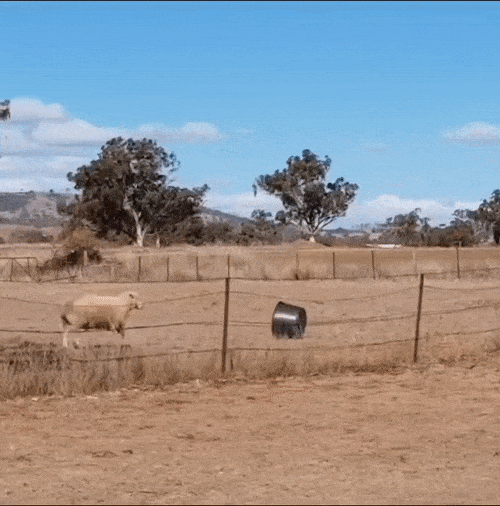 タライと喧嘩する羊