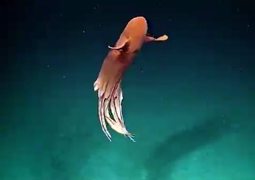 深海のタコ