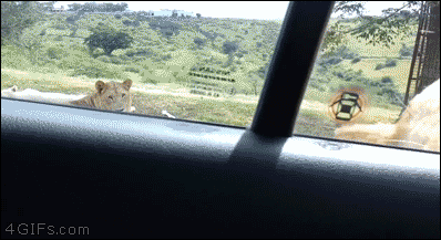 車のドア開けてくるライオン