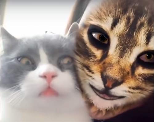 アプリで顔をネコに変えた飼い主を見た猫や犬の反応が可愛すぎる Asology アソロジー