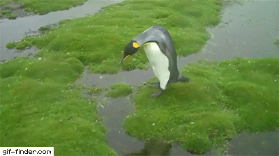 ペンギンの決死のジャンプ
