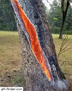 木が燃えている木の中身が