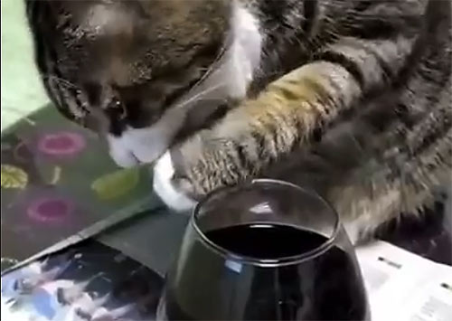 ネコがワインを飲んだ結果
