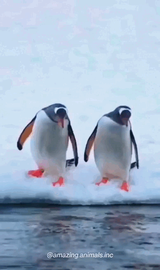 ペンギン落ちる