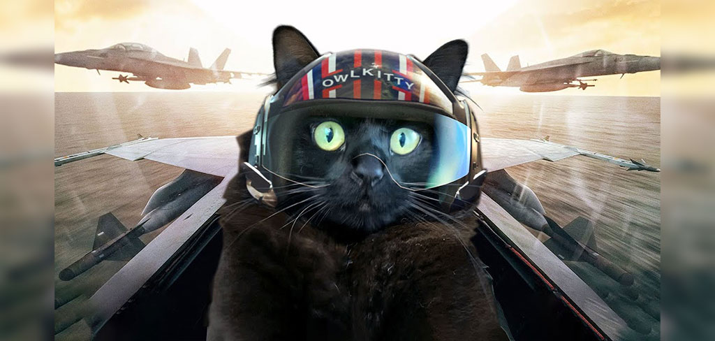 Top Gun with a Cat