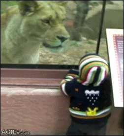 幼児を食べようとするライオン