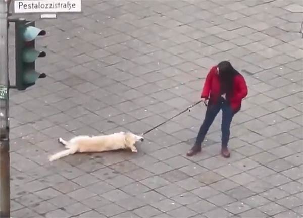 散歩を拒否する犬