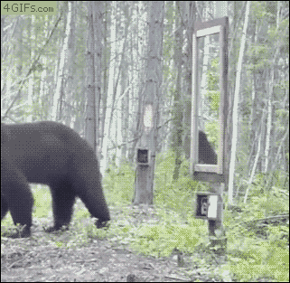クマが鏡みたときのリアクション