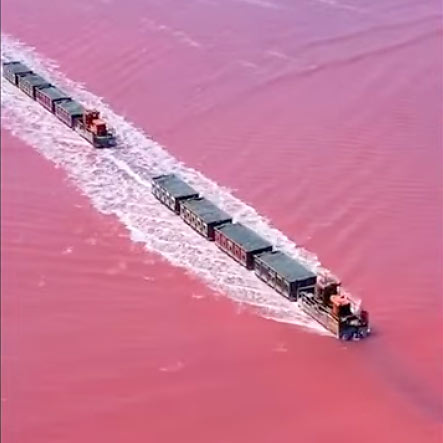 ピンク色の海を走る列車