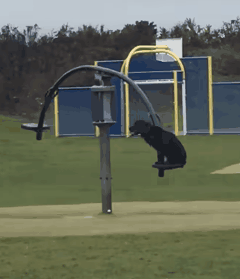 公園の遊具で遊ぶ犬