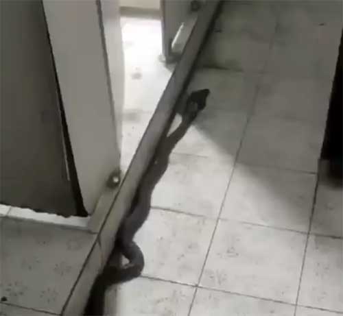 コブラがトイレに侵入