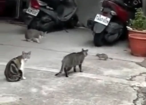 猫に囲まれたネズミが反撃