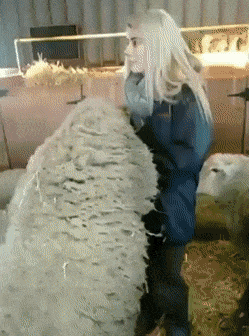 羊に大人気すぎた女性