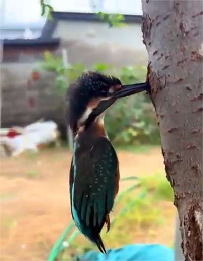 クチバシが抜けなくなったカワセミ