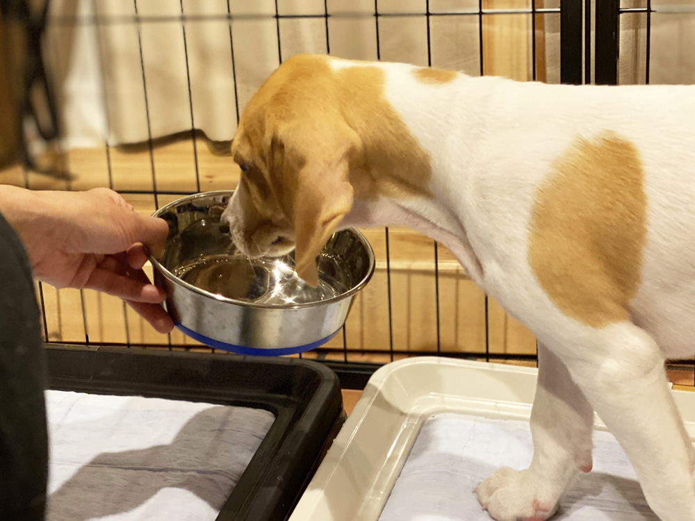 犬の水の飲み方