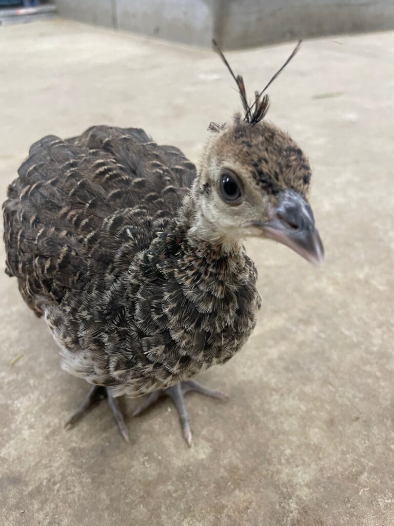 クジャクのヒナ