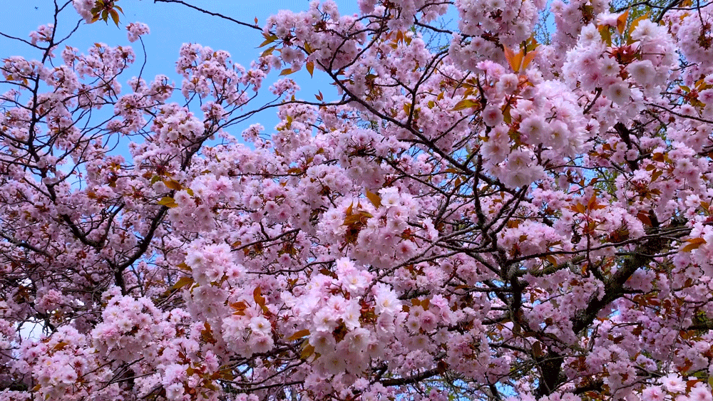 奈良公園