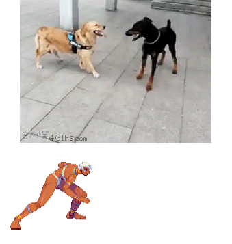 カポエイラマスター犬