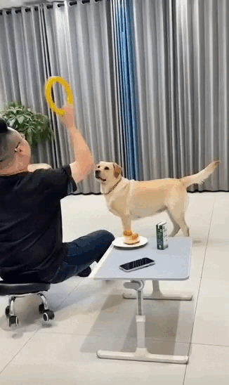 主人のピンチを利用して盗み食いする犬