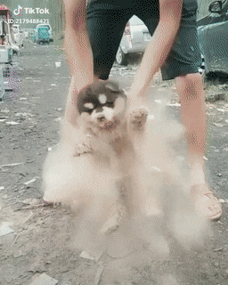 ホコリまみれの子犬
