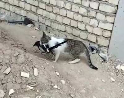ネコから死んだふりで逃げる鳥