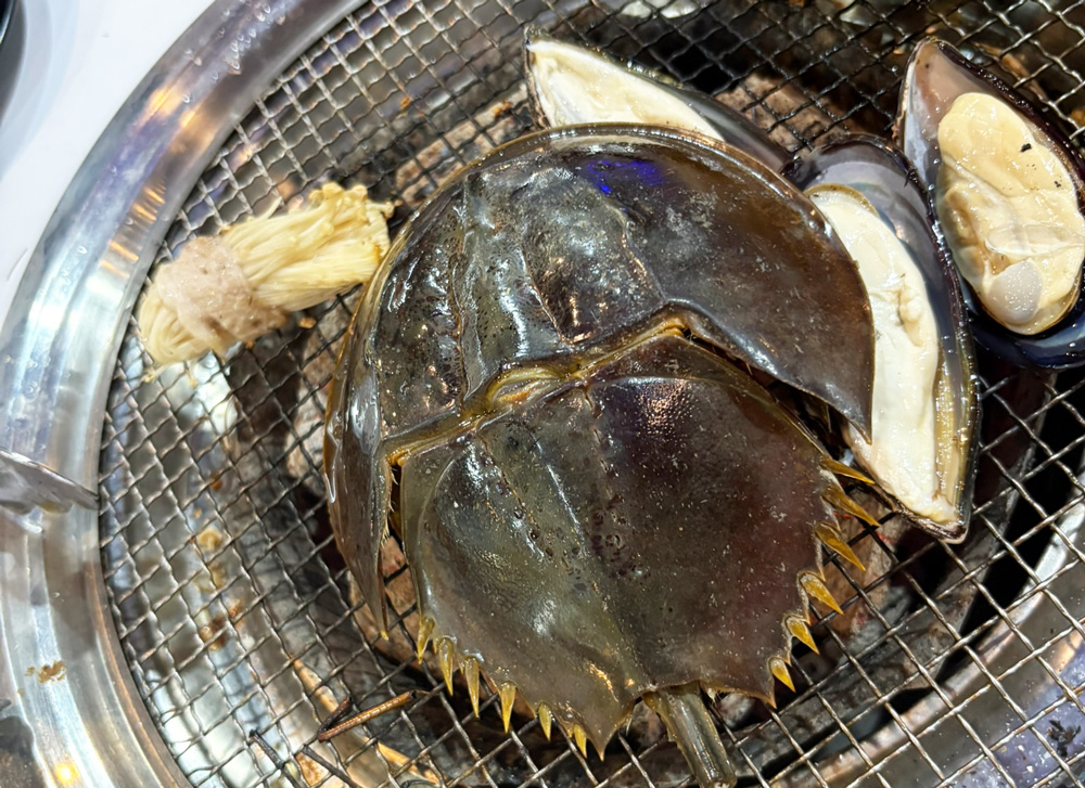 カブトガニ