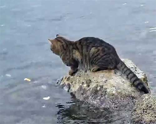海辺で魚を捕るネコ