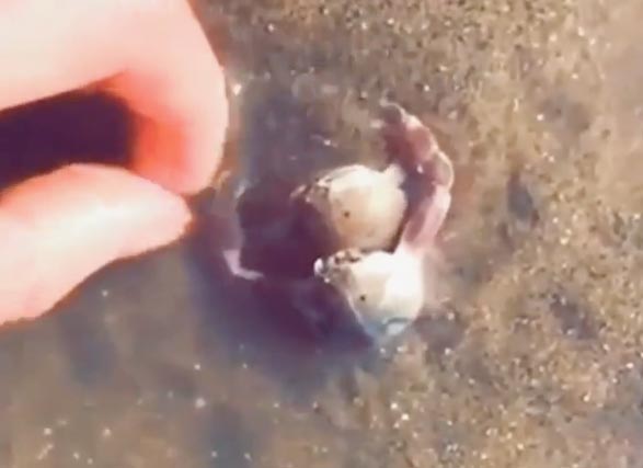 カニがカニを守る