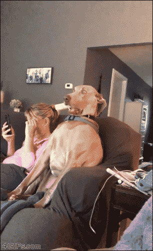 テレビの展開に目が離せない犬