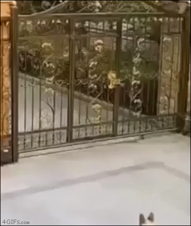 威嚇し合う犬たち