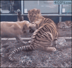 ドキドキさせるワンちゃん