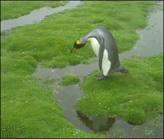 ペンギン決死の大ジャンプ
