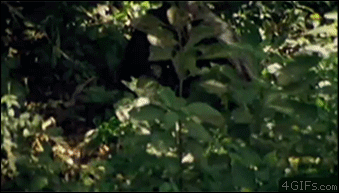 進撃のシルバーバック